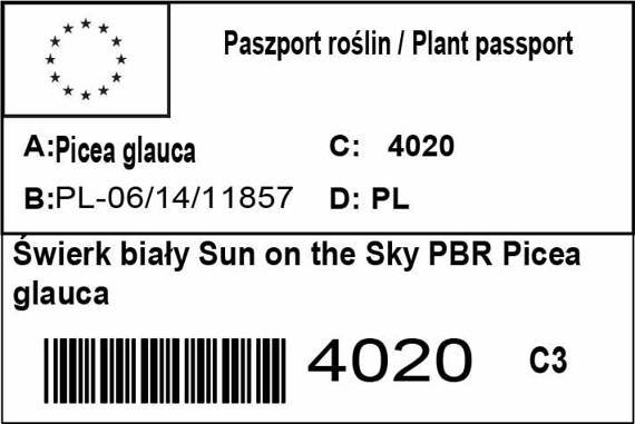 Świerk biały Sun on the Sky PBR Picea glauca