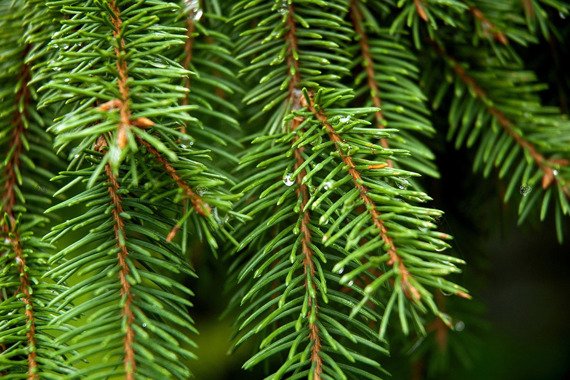 Świerk pospolity Picea abies