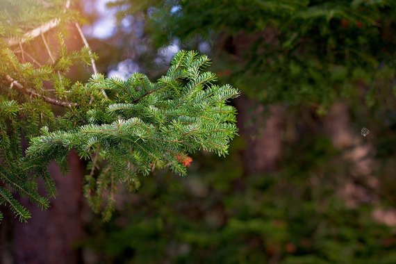 Świerk pospolity Picea abies
