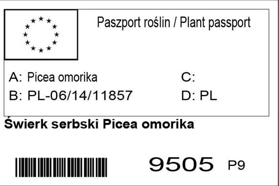 Świerk serbski Picea omorika