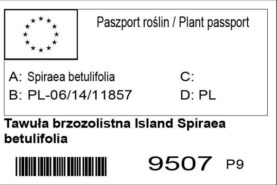 Tawuła brzozolistna Island Spiraea betulifolia