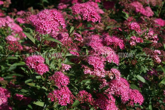 Tawuła japońska Anthony Waterer Spiraea japonica