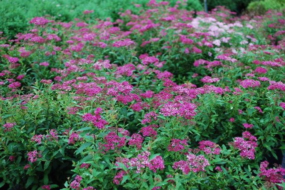 Tawuła japońska Crispa Spiraea japonica