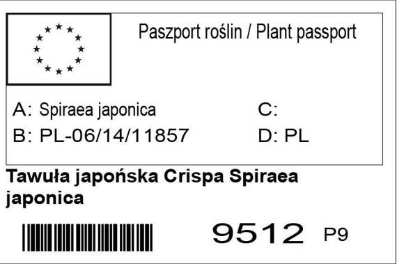 Tawuła japońska Crispa Spiraea japonica