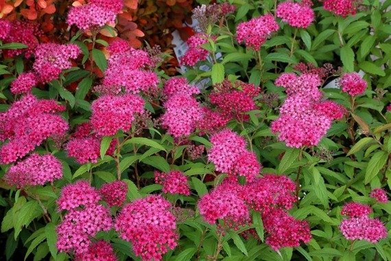 Tawuła japońska Dart's Red Spiraea japonica