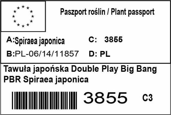 Tawuła japońska Double Play Big Bang PBR Spiraea japonica