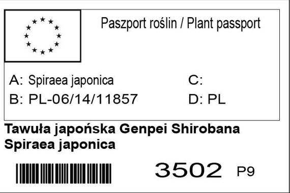 Tawuła japońska Genpei Shirobana Spiraea japonica