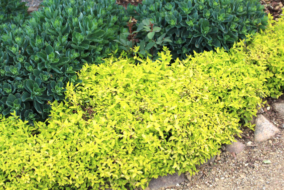 Tawuła japońska Golden Carpet PBR Spiraea japonica