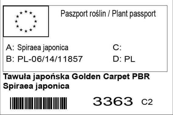 Tawuła japońska Golden Carpet PBR Spiraea japonica