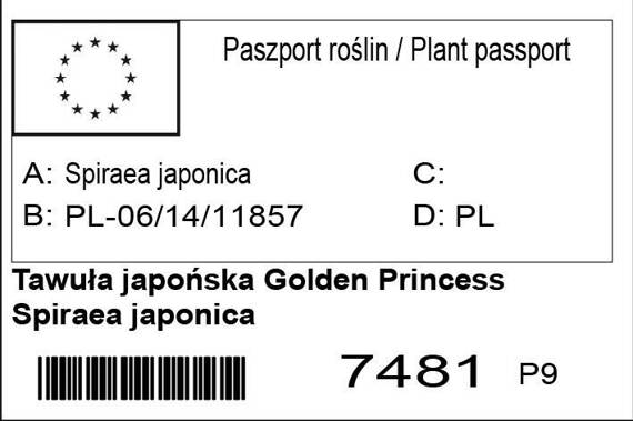 Tawuła japońska Golden Princess Spiraea japonica