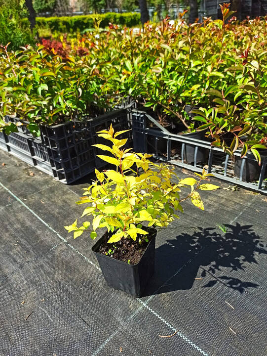 Tawuła japońska Golden Princess Spiraea japonica