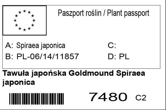 Tawuła japońska Goldmound Spiraea japonica