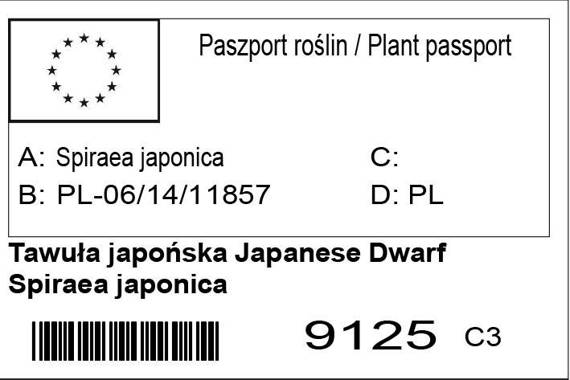 Tawuła japońska Japanese Dwarf Spiraea japonica