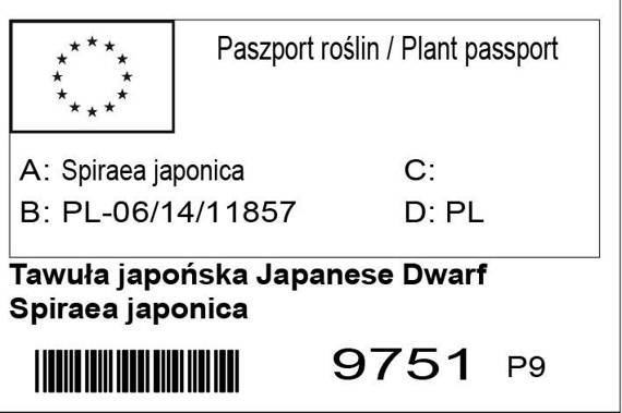 Tawuła japońska Japanese Dwarf Spiraea japonica