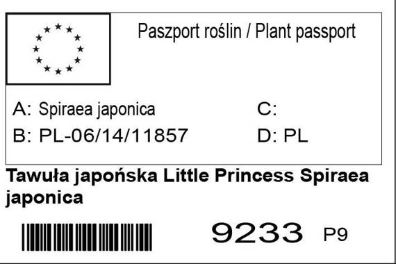Tawuła japońska Little Princess Spiraea japonica