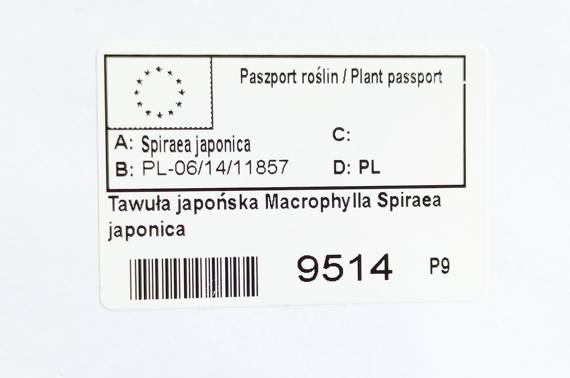 Tawuła japońska Macrophylla Spiraea japonica