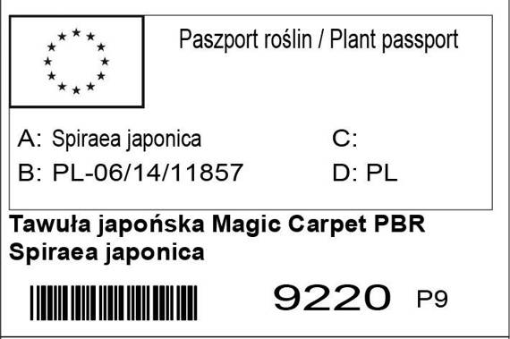Tawuła japońska Magic Carpet Spiraea japonica