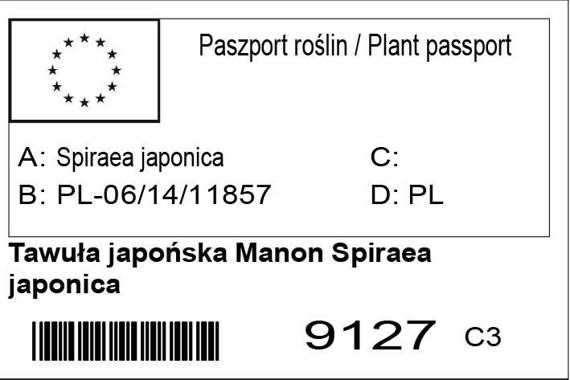 Tawuła japońska Manon Spiraea japonica