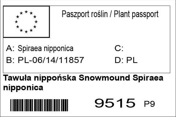 Tawuła nippońska Snowmound Spiraea nipponica