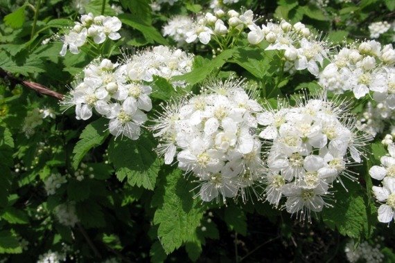 Tawuła ożankolistna Spiraea chamaedryfolia