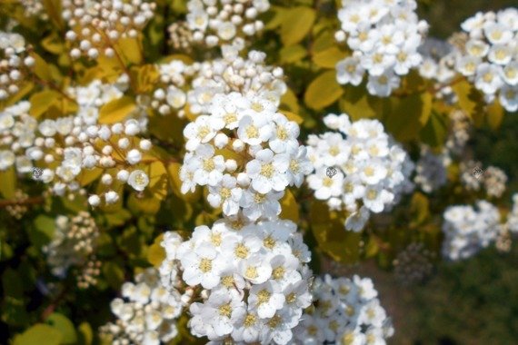 Tawuła van Houtte'a Gold Fountain Spiraea vanhouttei