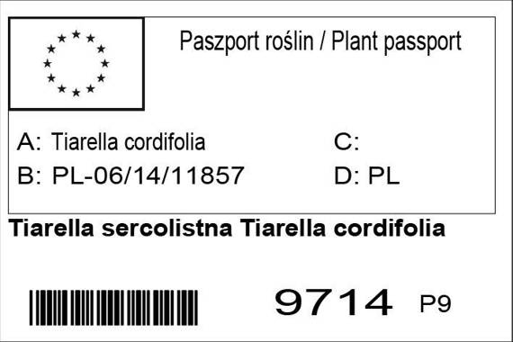 Tiarella sercolistna Tiarella cordifolia