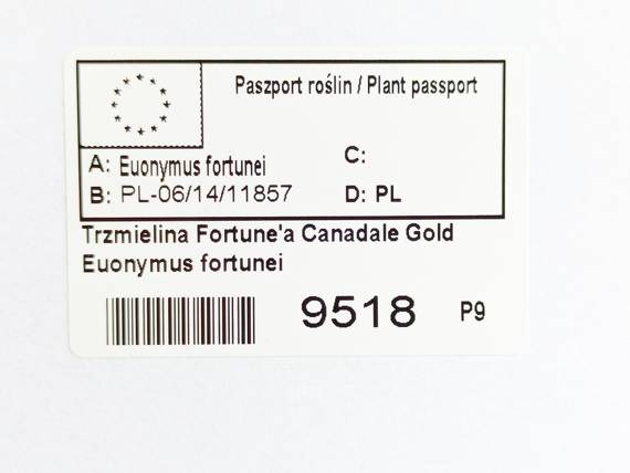 Trzmielina Fortune'a Canadale Gold Euonymus fortunei