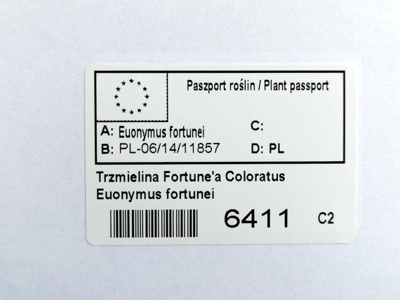 Trzmielina Fortune'a Coloratus Euonymus fortunei