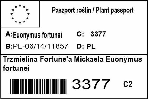 Trzmielina Fortune'a Mickaela Euonymus fortunei