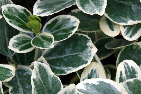 Trzmielina Fortune'a Silver Queen Euonymus fortunei