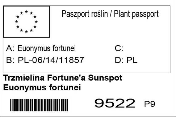 Trzmielina Fortune'a Sunspot Euonymus fortunei