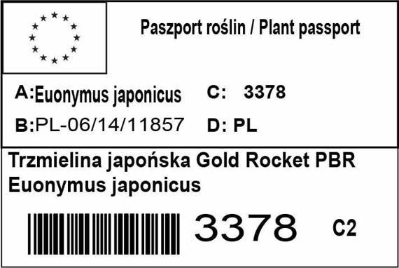 Trzmielina japońska Gold Rocket PBR Euonymus japonicus