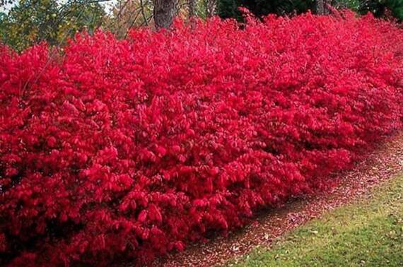 Trzmielina oskrzydlona Euonymus alatus