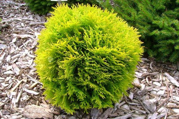 Tuja Amber Glow Thuja occidentalis