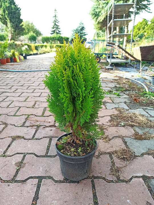 Tuja Aurea Nana Thuja orientalis