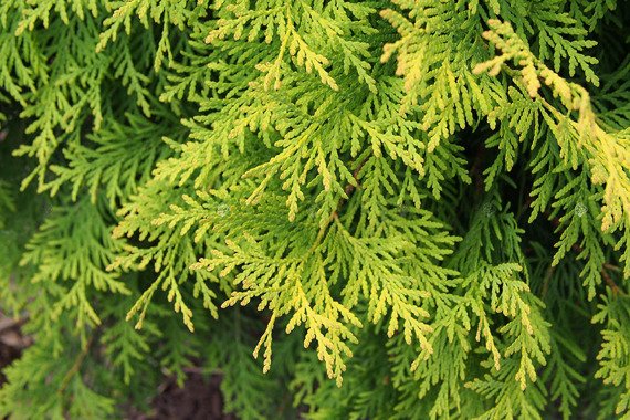 Tuja Aurea Nana Thuja orientalis