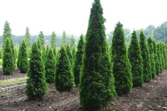 Tuja Columna Thuja occidentalis