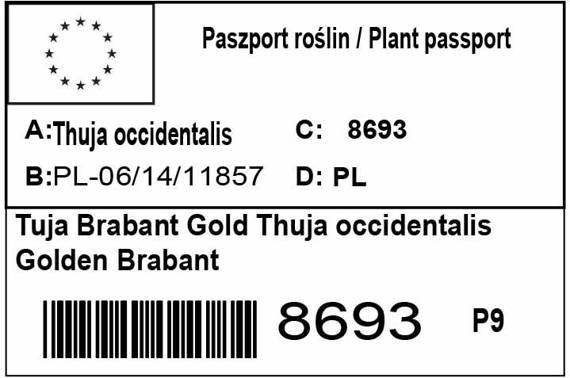 Tuja Golden Brabant Thuja occidentalis 