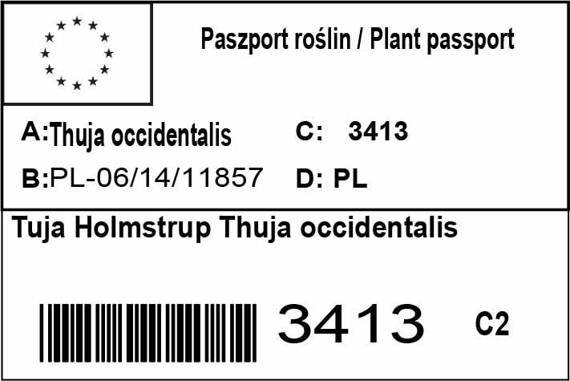 Tuja Holmstrup Thuja occidentalis