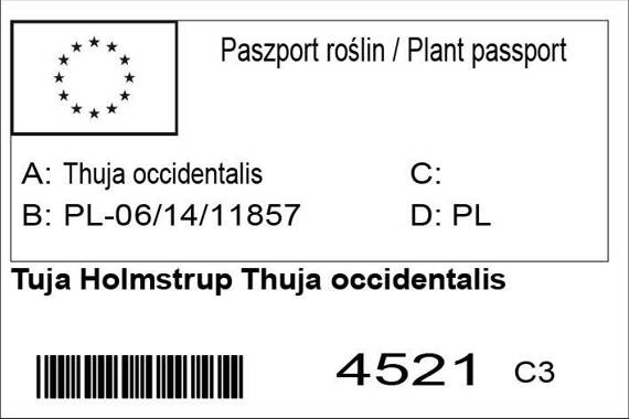 Tuja Holmstrup Thuja occidentalis