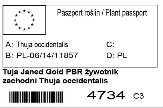 Tuja Janed Gold PBR żywotnik zachodni Thuja occidentalis Szmaragd Gold