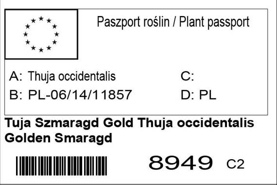 Tuja Janed Gold PBR żywotnik zachodni Thuja occidentalis Szmaragd Gold