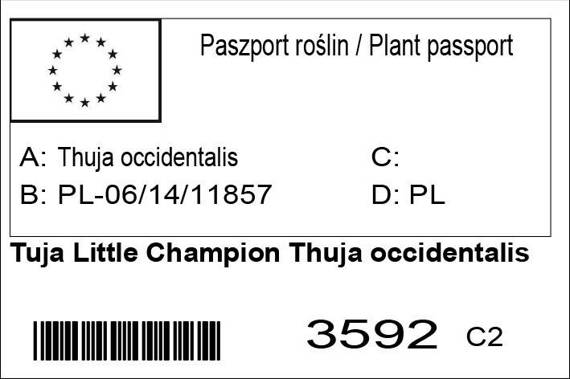 Tuja Little Champion Thuja occidentalis