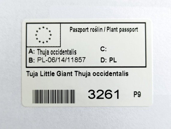 Tuja Little Giant Thuja occidentalis