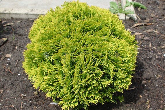 Tuja Miriam PBR Thuja occidentalis Mirjam