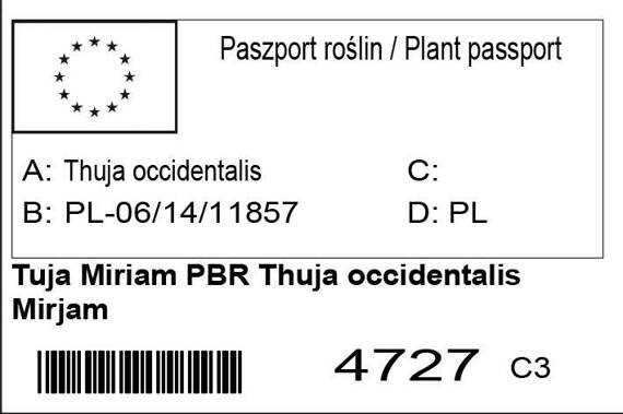 Tuja Miriam PBR Thuja occidentalis Mirjam