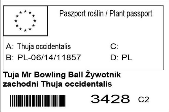 Tuja Mr Bowling Ball Żywotnik zachodni Thuja occidentalis