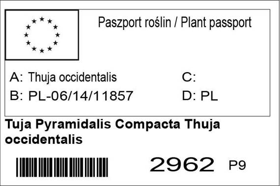 Tuja Pyramidalis Compacta Thuja occidentalis