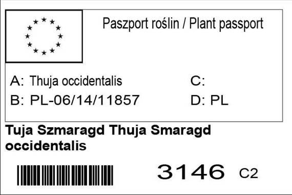 Tuja Szmaragd Smaragd Thuja occidentalis Żywotnik zachodni