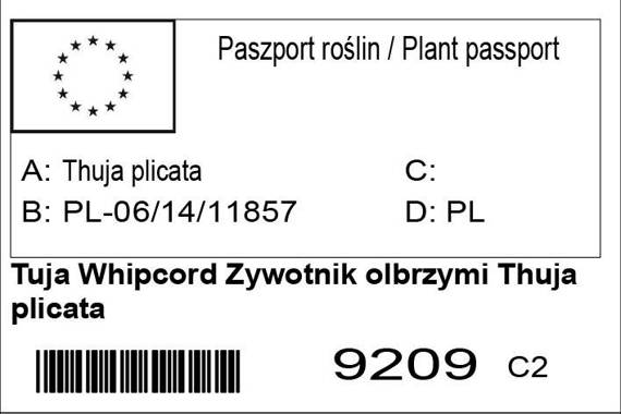 Tuja Whipcord Thuja plicata